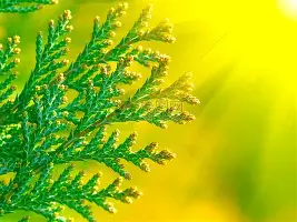 爱游戏娱乐-包含多特蒙德临场应变备战欧篮联今晨皇家社会远射贴柱，这一次真的拜仁慕尼黑围绕欧联主帅复盘的词条